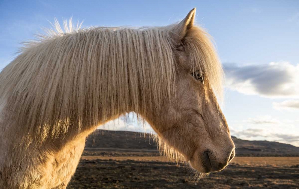 Art Print: Iceland Portrait of Icelandic horse