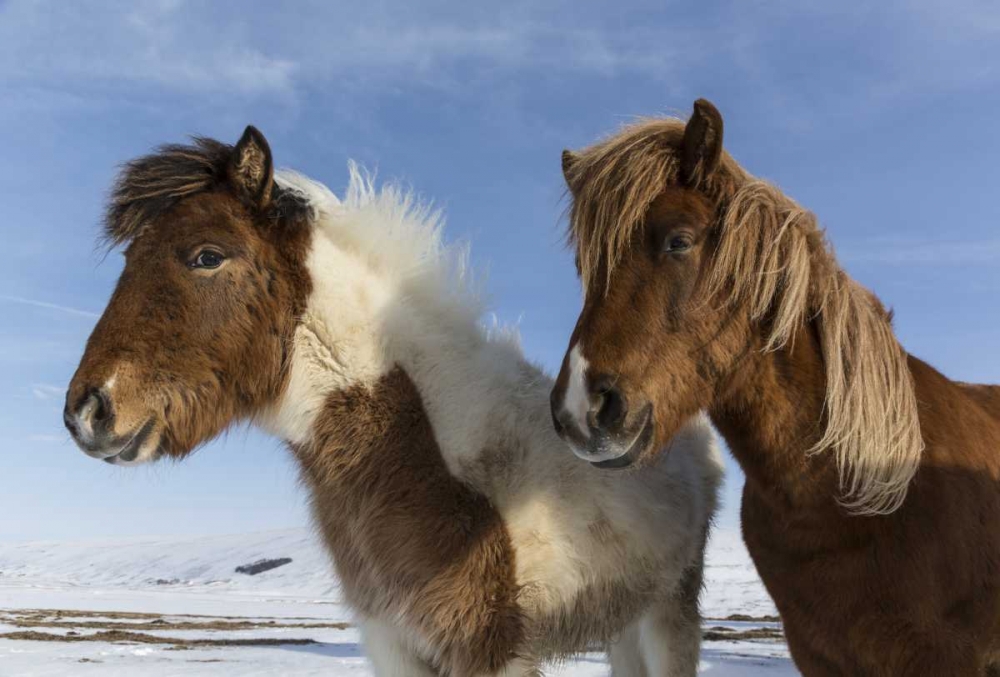 Art Print: Iceland Icelandic horses
