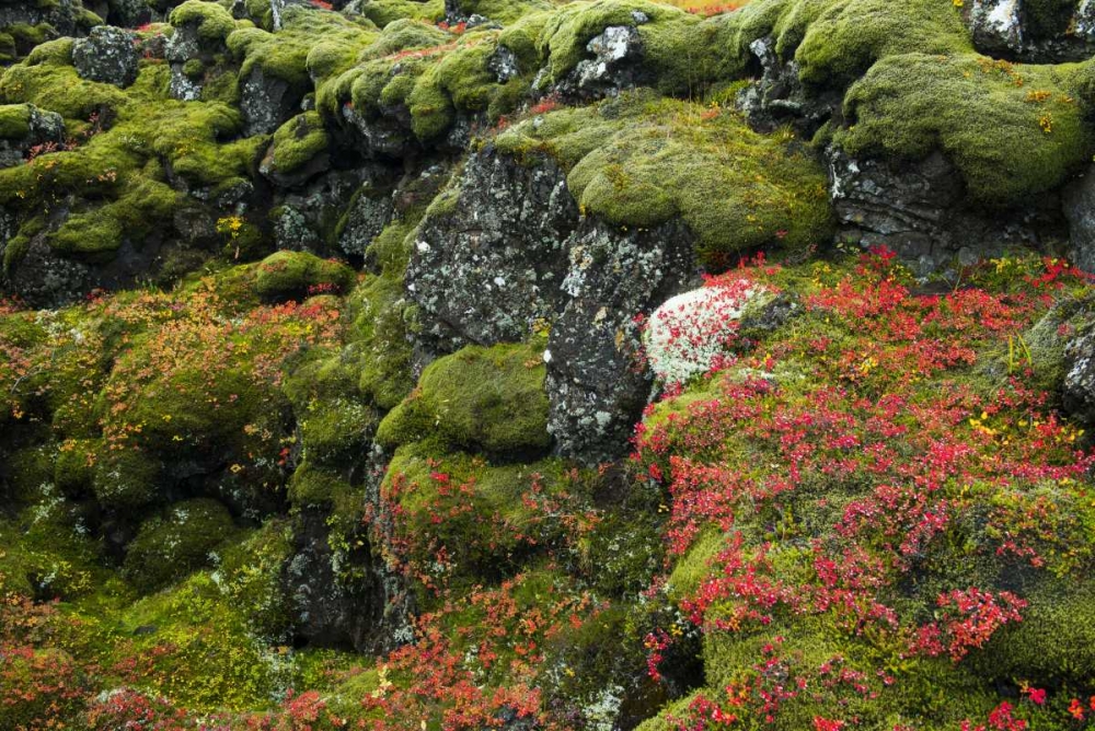 Art Print: Iceland, Pingvellir NP Moss-covered rocks