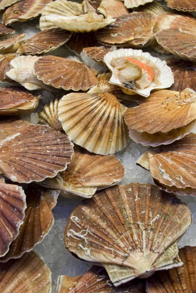 Art Print: Italy, Venice Scallops for sale at a fish market