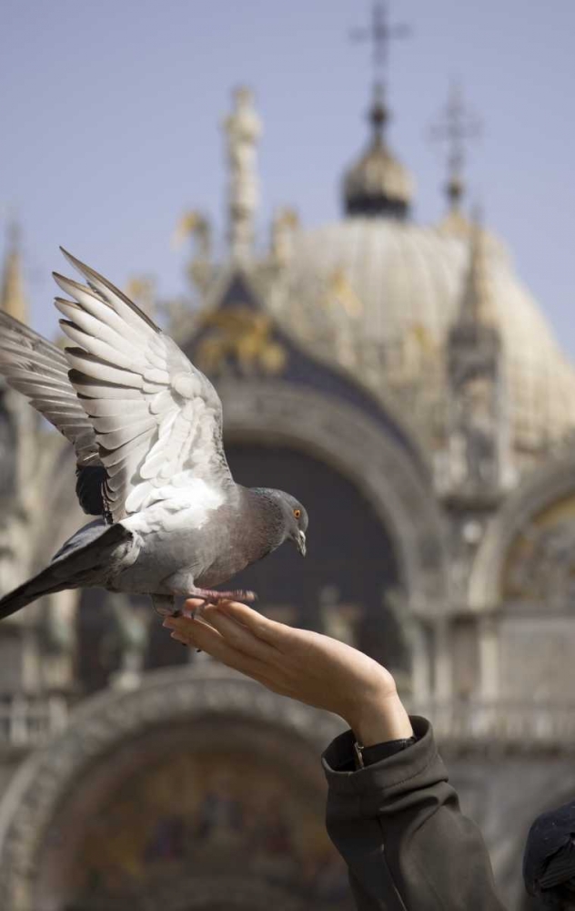 Art Print: Italy, Venice A tourists hand feeding a pigeon
