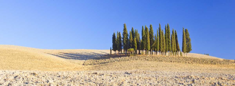 Art Print: Italy, Tuscany Cypress grove panoramic