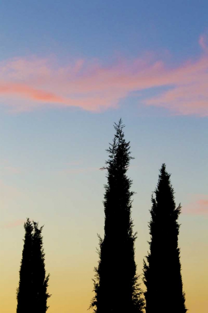 Art Print: Italy, Orvieto Cypress trees and cloud at sunset