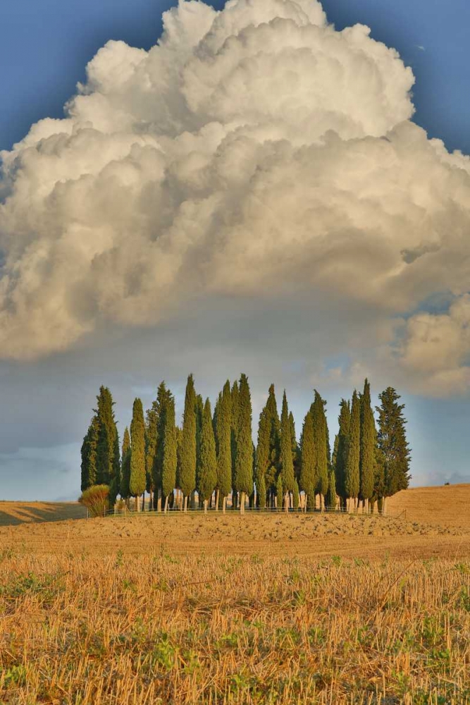 Art Print: Italy, Tuscany Cypress grove and cloud formation