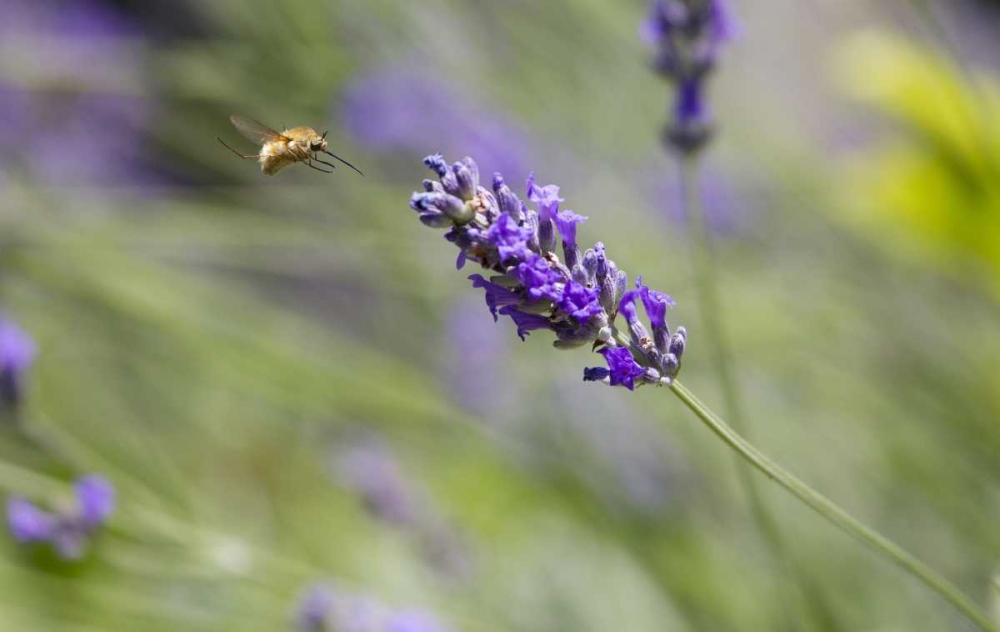 Art Print: Italy, Tuscany Bee fly and lavender flower