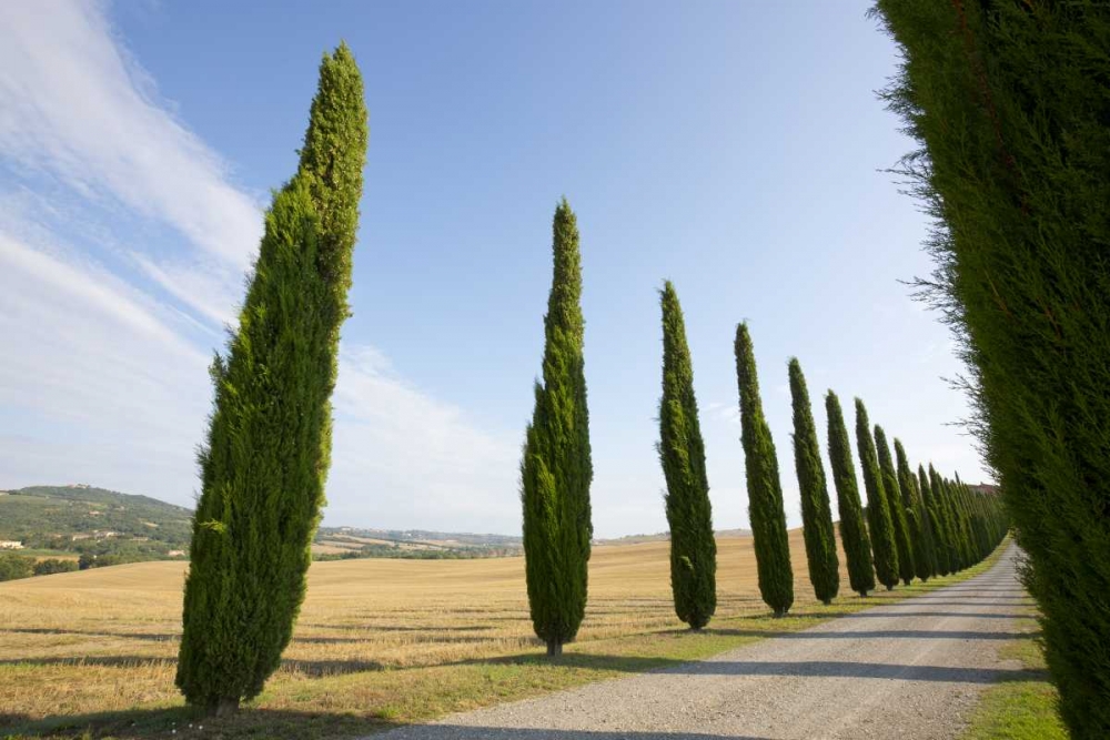 Art Print: Italy, Tuscany Road and cypress trees