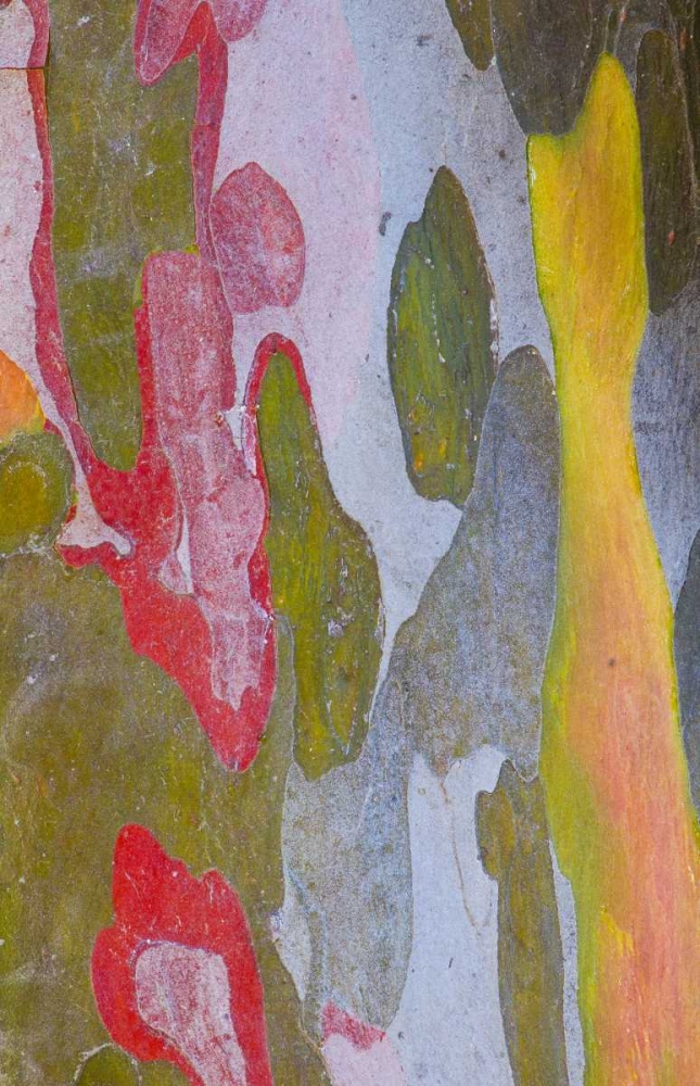 Art Print: Italy, Tuscany Cypress tree bark patterns