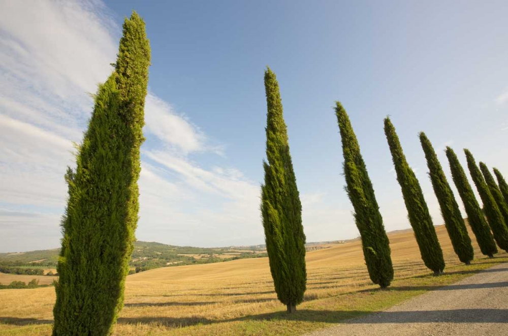 Art Print: Italy, Tuscany Road and cypress trees
