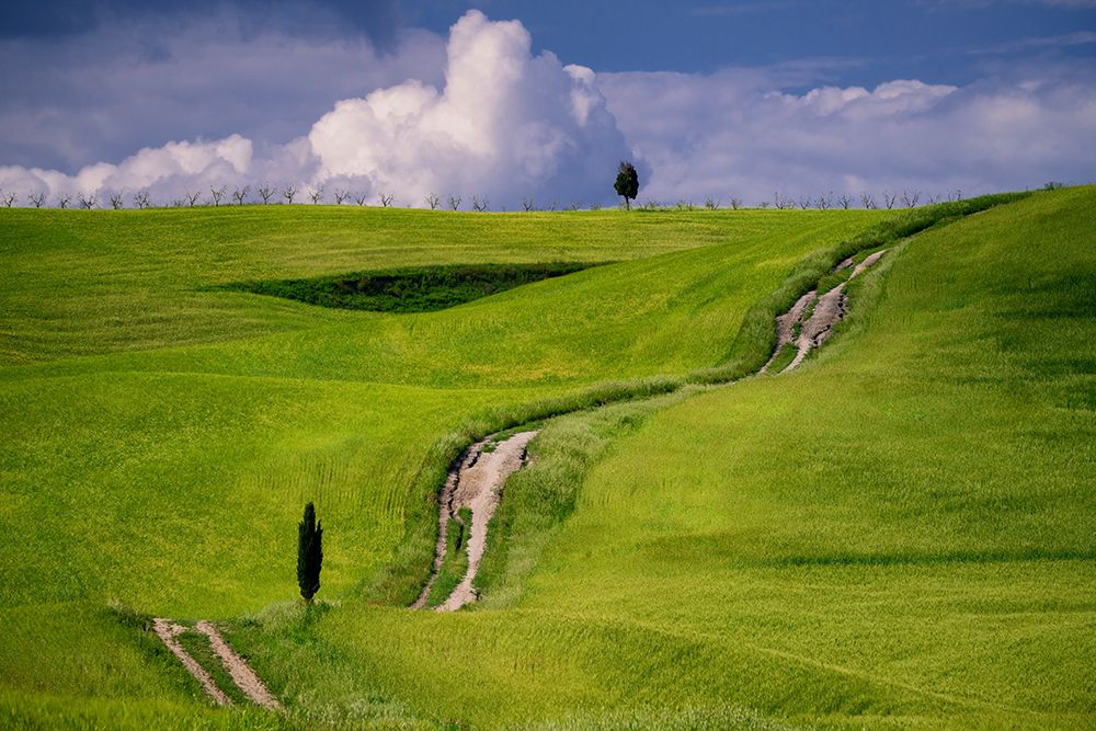 Art Print: Europe-Italy-Tuscany-Val d Orcia-Cypress tree and winding road in farmland hills