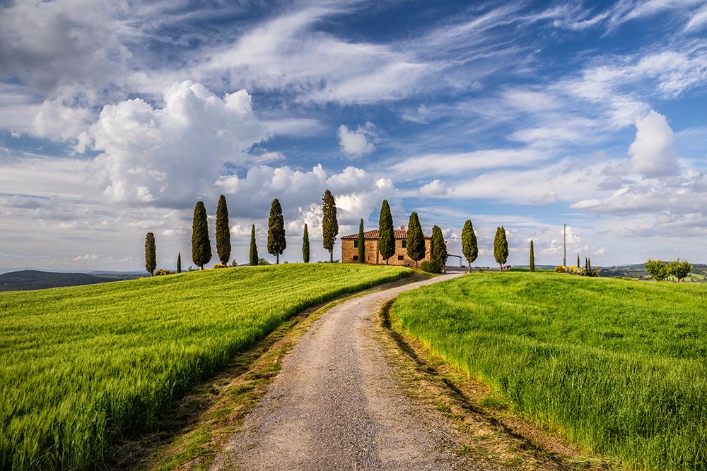 Art Print: Europe-Italy-Tuscany-Val d Orcia-Road to Il Cipressini farmhouse