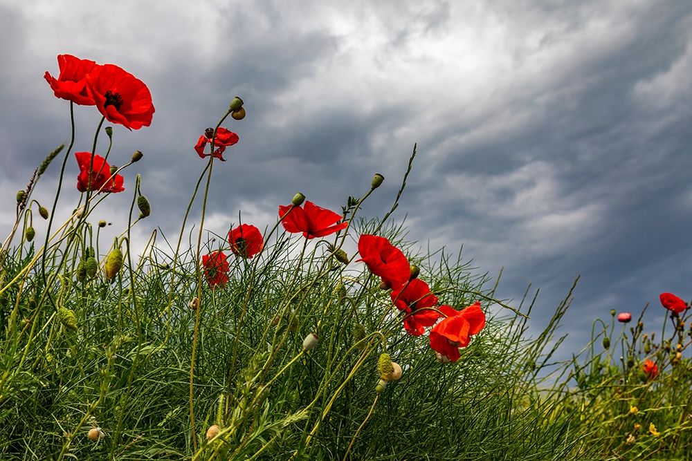 Wall Art Painting id:402965, Name: Italy-Apulia-Province of Taranto-Laterza Poppies against a stormy sky, Artist: Wilson, Emily