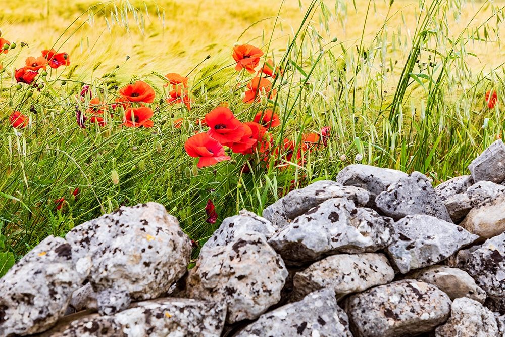 Wall Art Painting id:402967, Name: Italy-Apulia-Province of Taranto-Laterza Field of barley with poppies and an old stone wall, Artist: Wilson, Emily