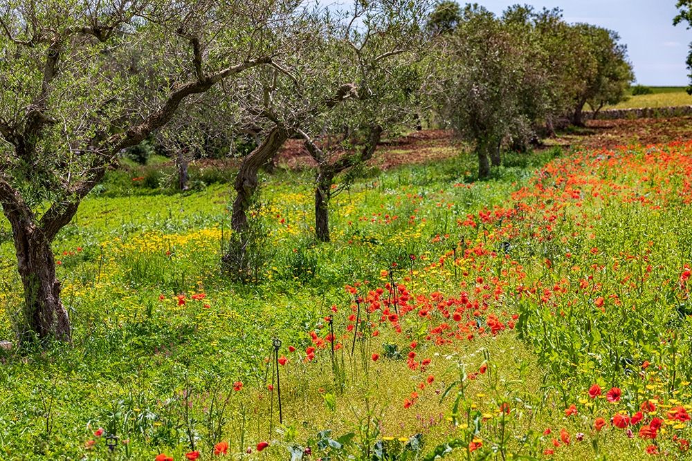 Wall Art Painting id:402970, Name: Italy-Apulia-Metropolitan City of Bari-Gioia del Colle Poppies growing amid rows of olive trees, Artist: Wilson, Emily