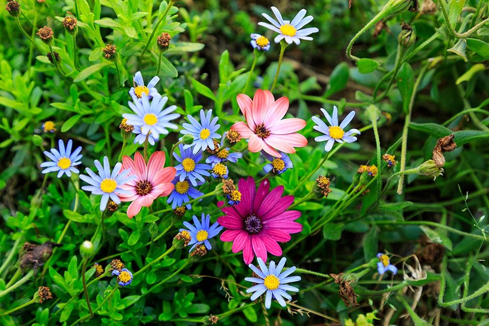 Wall Art Painting id:402971, Name: Italy-Apulia-Metropolitan City of Bari-Gioia del Colle Colorful wildflowers, Artist: Wilson, Emily