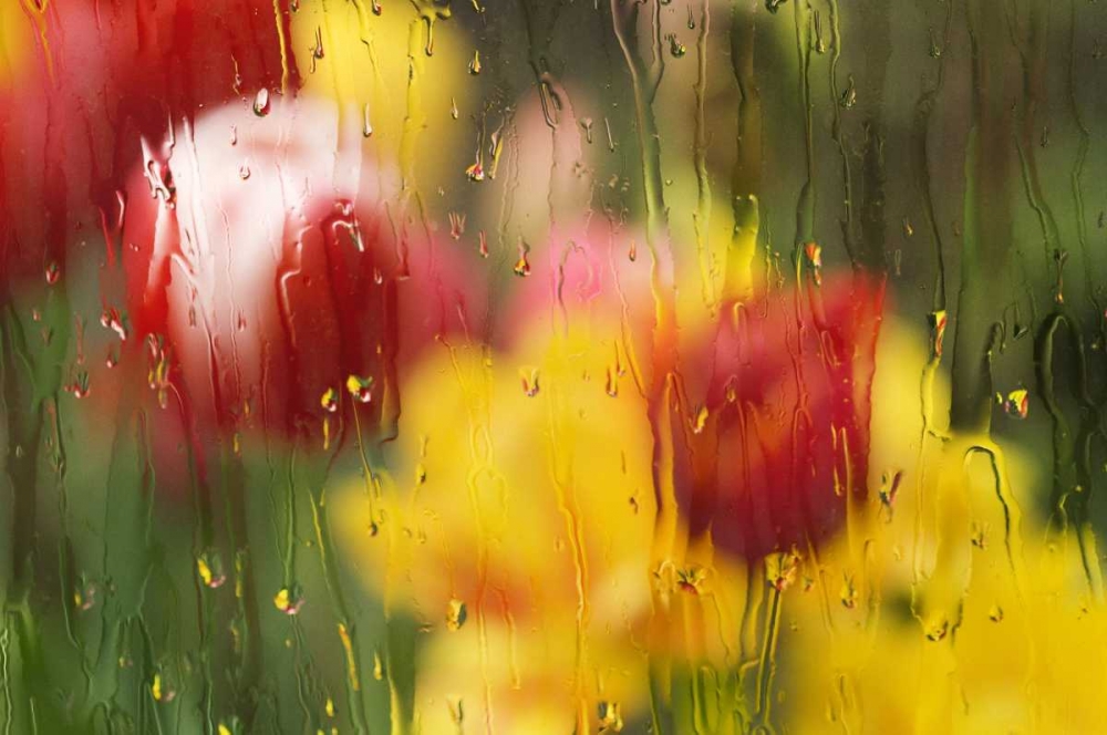 Art Print: Europe, Netherlands Tulips through a wet window