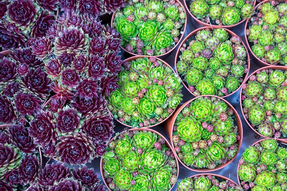 Art Print: Netherlands-Amsterdam Close-up of succulents 
