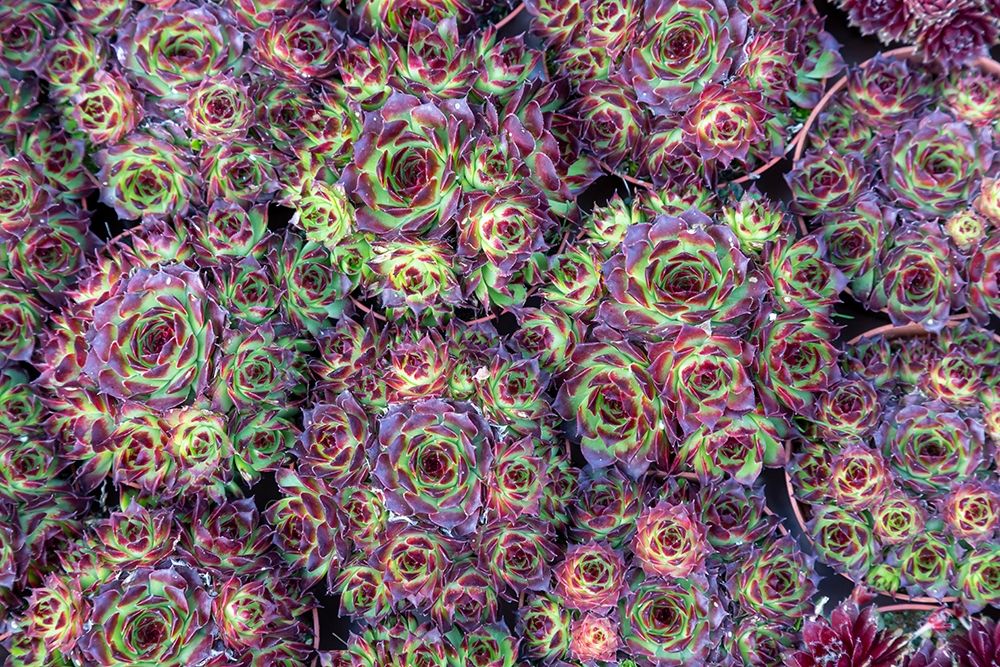Art Print: Netherlands-Amsterdam Close-up of succulents 