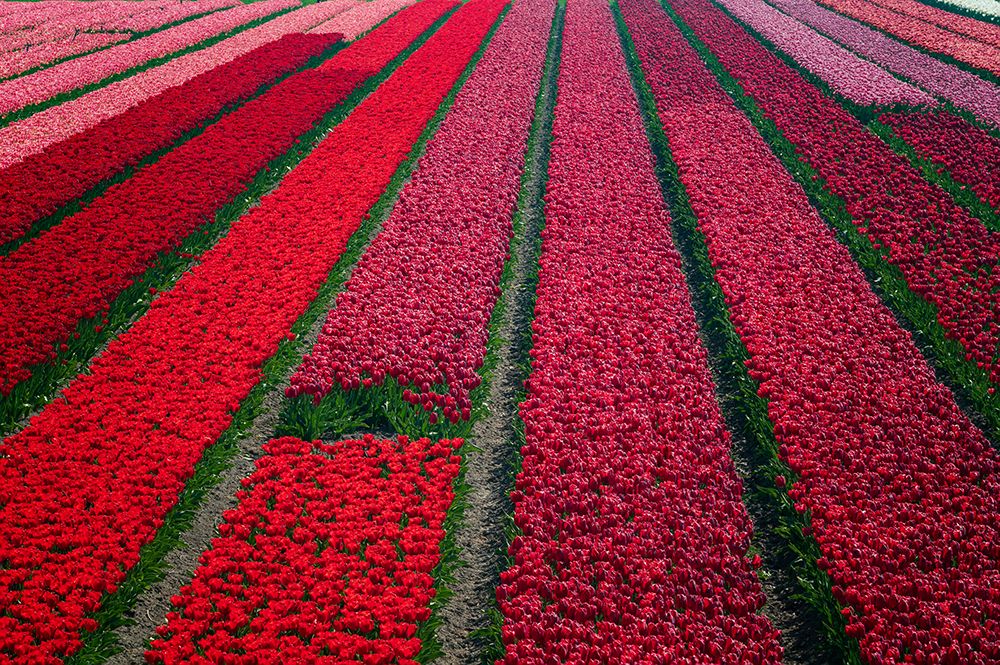 Art Print: Europe-The Netherlands-Tulip field in the Beemster area