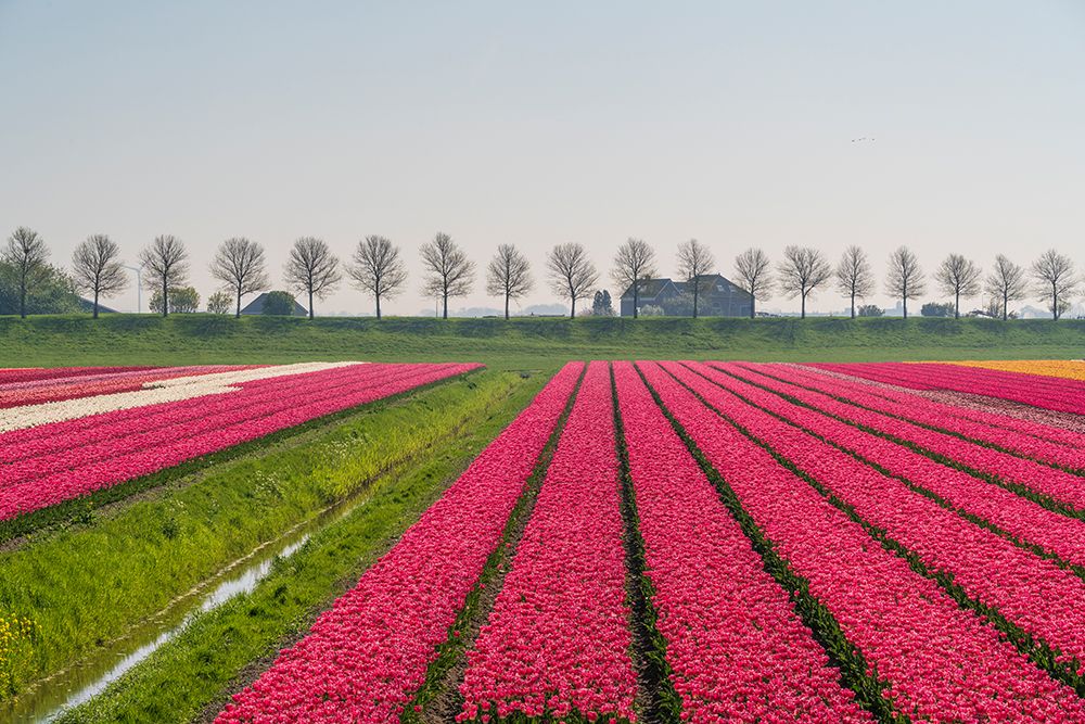 Art Print: Europe-The Netherlands-Tulip field in the Beemster area