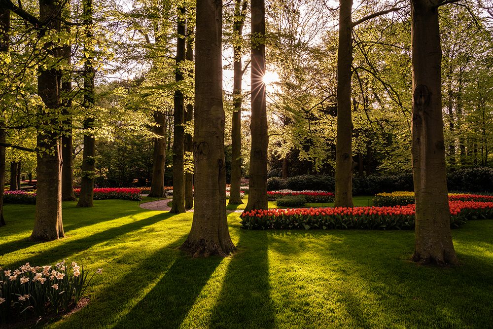 Art Print: Europe-The Netherlands-Lisse-Keukenhof Gardens at sunrise