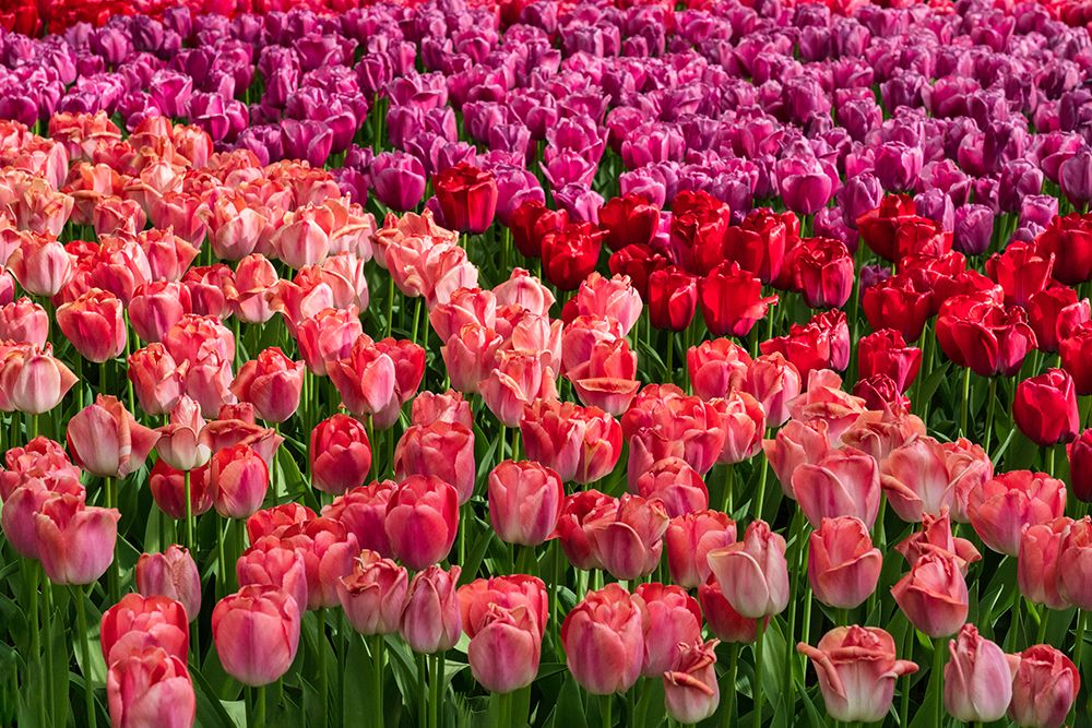Art Print: Europe-The Netherlands-Lisse-Close-up of blooming pink tulips in Keukenhof Gardens
