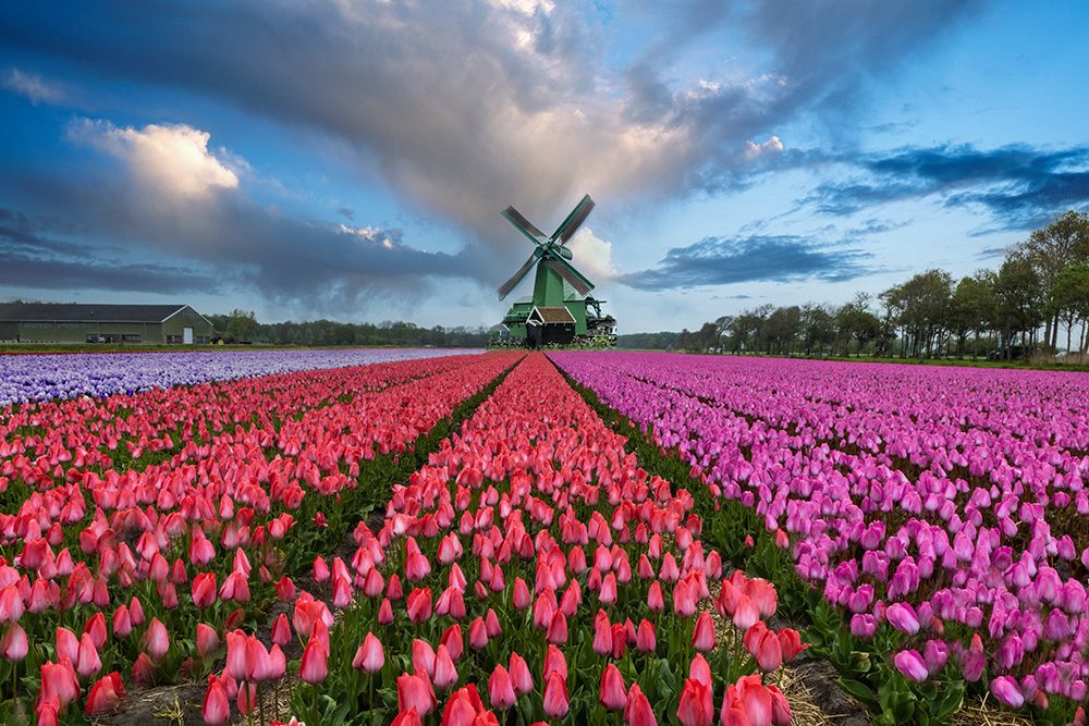Art Print: Europe-Holland. Composite of windmill and rows of tulips.