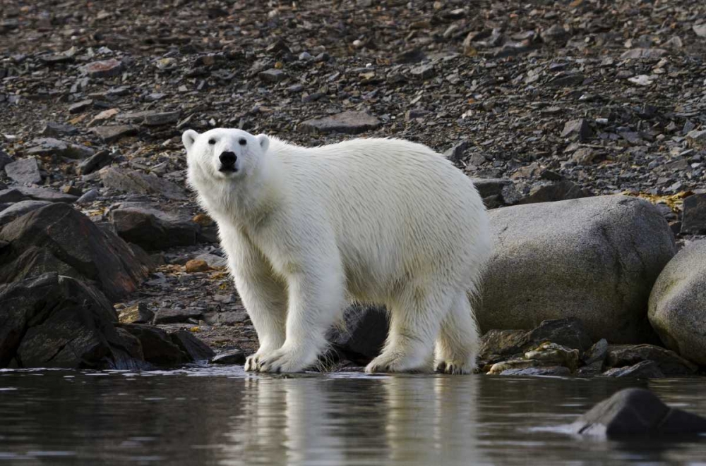 Art Print: Norway, Svalbard Polar bear next to water