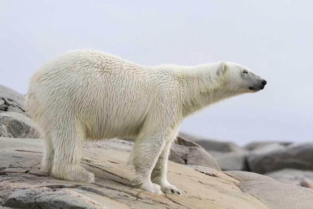 Art Print: Norway, Svalbard Polar bear standing