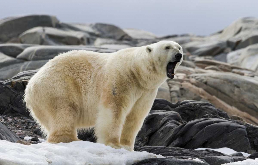 Art Print: Norway, Svalbard Polar bear yawning
