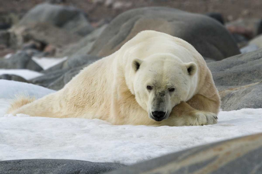 Art Print: Norway, Svalbard Polar bear lying on snow