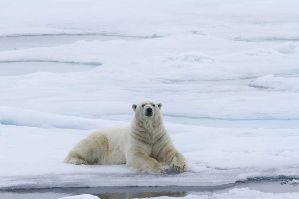 Art Print: Norway, Svalbard Polar bear lying on snow