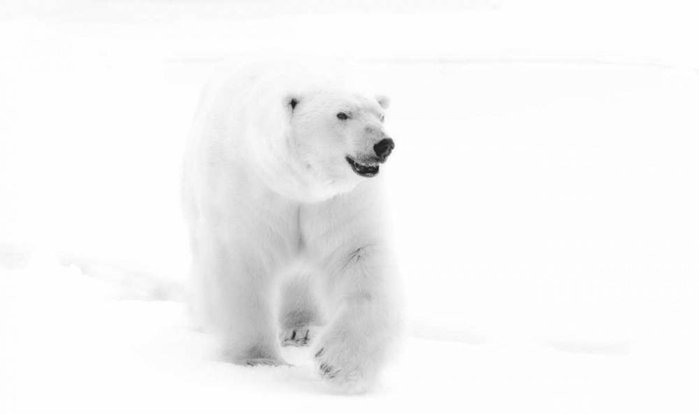 Art Print: Norway, Svalbard Walking polar bear