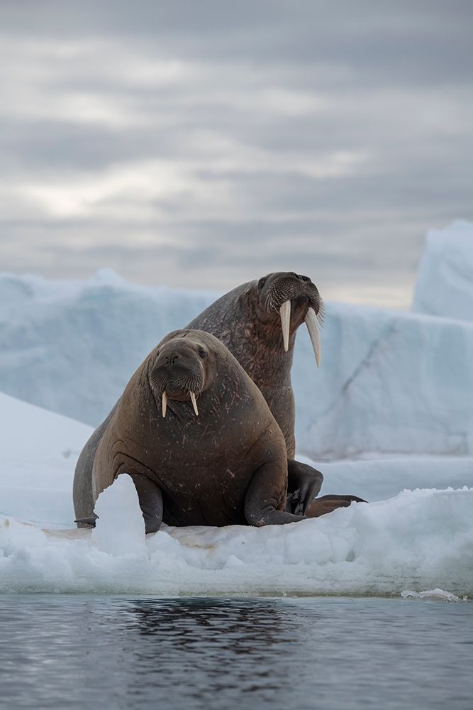 Art Print: Norway-Svalbard-Nordaustlandet-Austfonna Walrus on ice