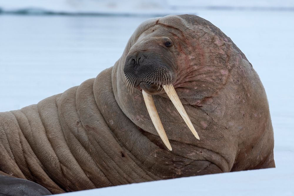 Art Print: Norway-Svalbard-Nordaustlandet-Austfonna Walrus on ice