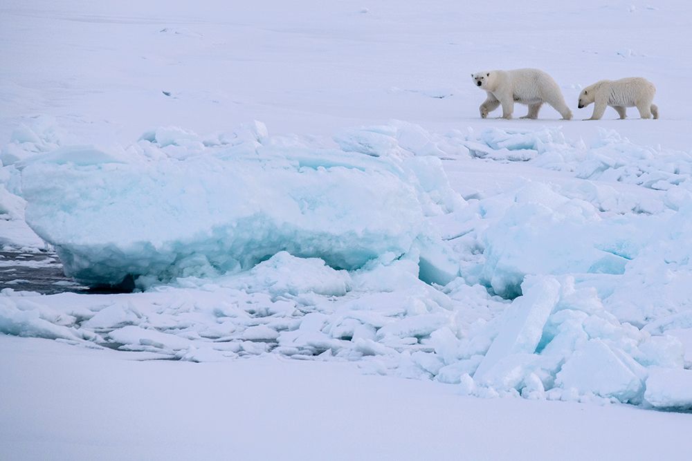 Art Print: Norway-High Arctic Polar bear mother and cub on sea ice