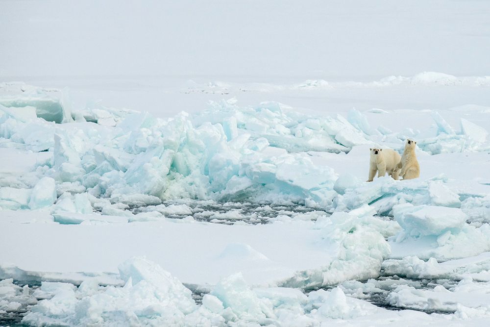 Art Print: Norway-High Arctic Polar bear mother and cub on sea ice