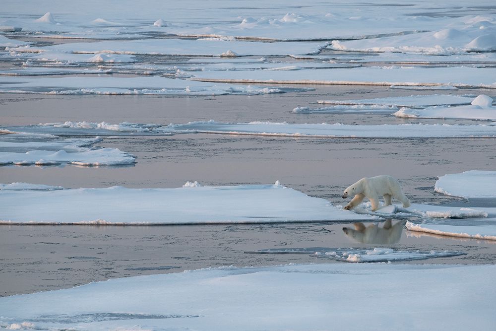 Art Print: Norway-High Arctic Lone polar bear on sea ice at dusk