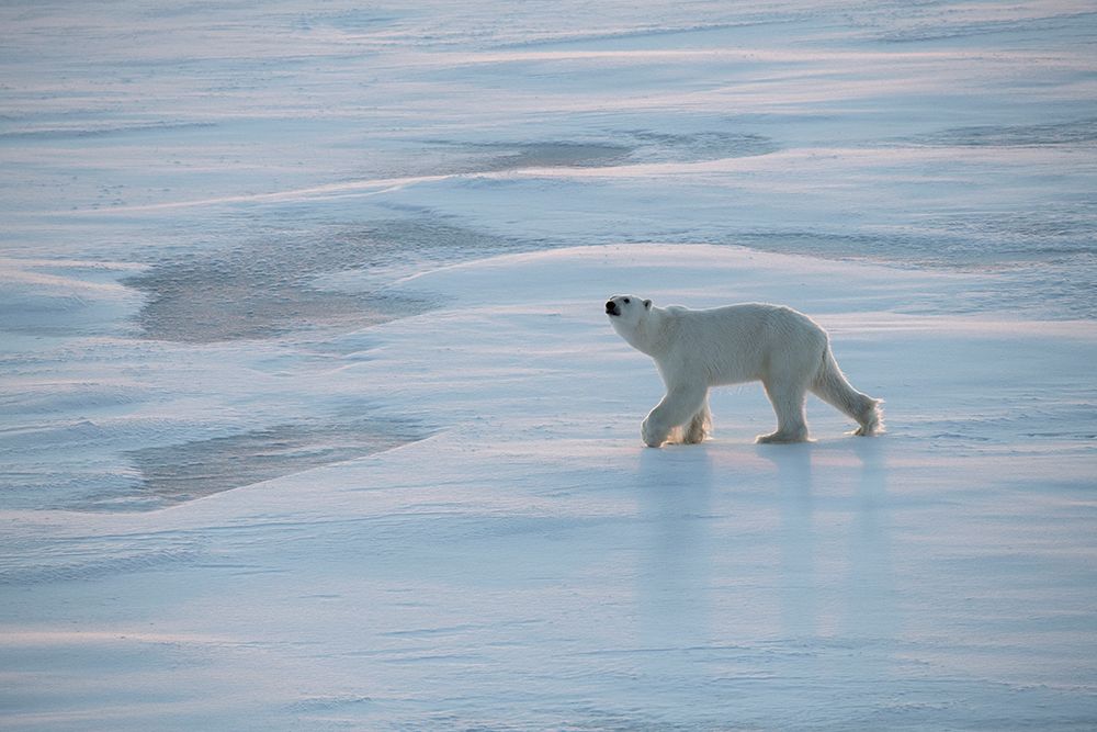 Art Print: Norway-High Arctic Underweight polar bear on sea ice at dusk