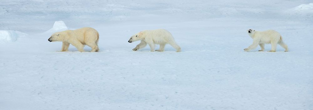 Art Print: Russia-High Arctic-Franz Josef Land Polar bear female with two cubs on sea ice