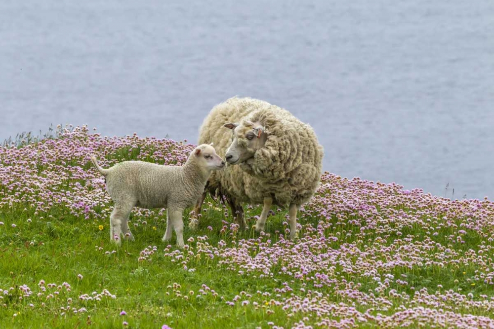 Art Print: Scotland, Shetland Islands Ewe mother and lamb