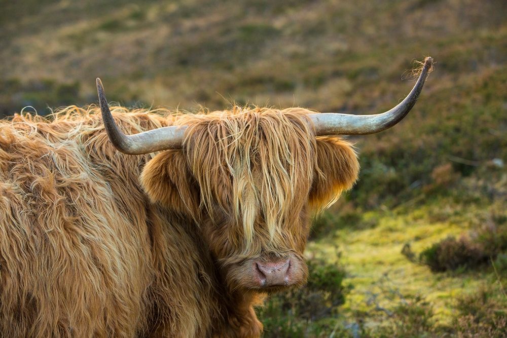 Art Print: Scotland-The Isle of Skye Close-up of highland cow