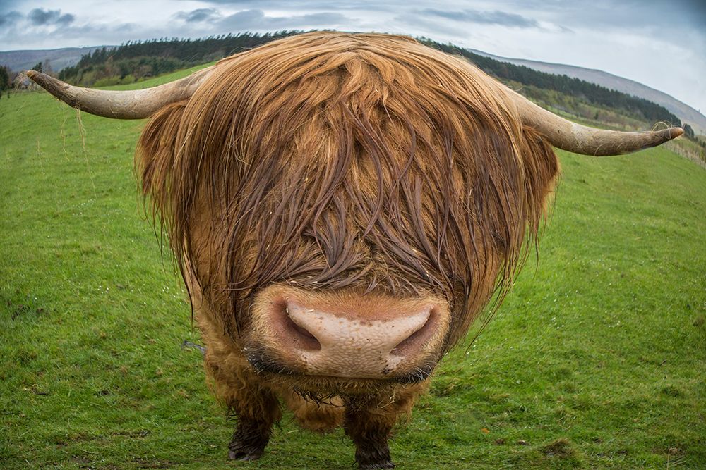 Art Print: Great Britain-Scotland Close-up of highland cow