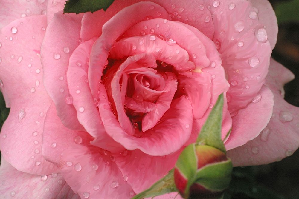 Wall Art Painting id:403583, Name: Pink Rose with Dew Drops, Artist: Miller, Anna