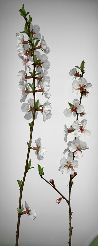 Wall Art Painting id:403585, Name: Cherry Blossom, Artist: Miller, Anna