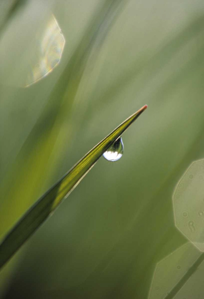 Art Print: Blade of Grass with Dewdrop