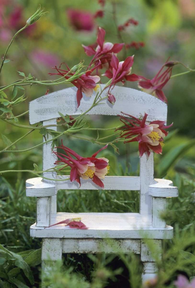 Art Print: Columbine and chair in garden