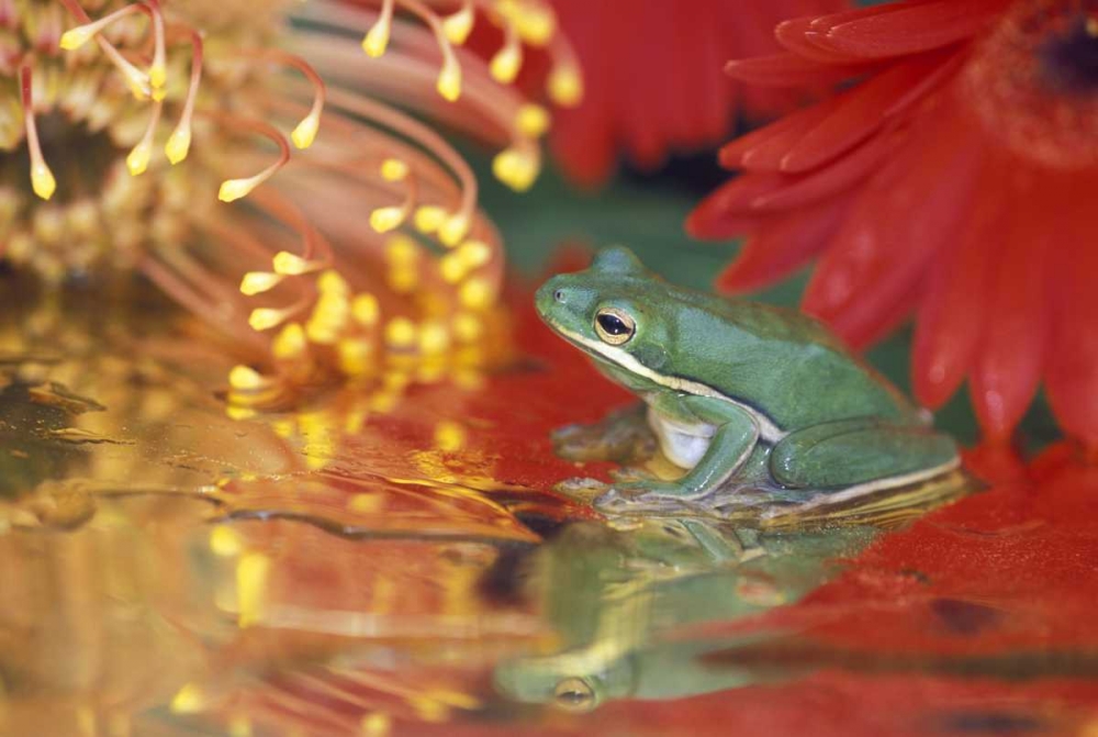 Art Print: Frog and reflections among flowers