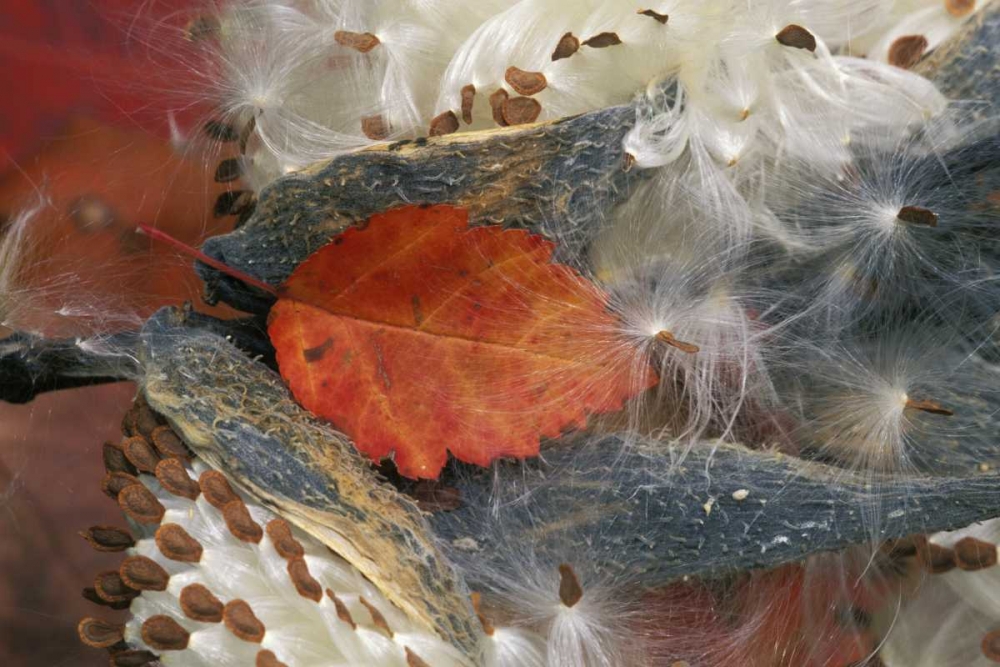 Art Print: Autumn Leaf in Milkweed