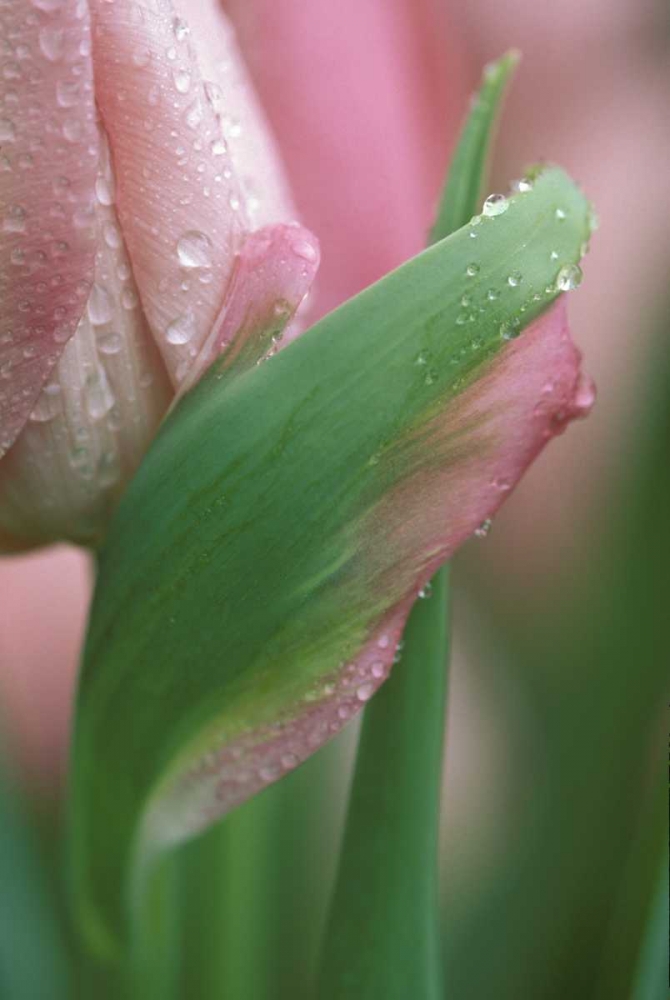 Art Print: Pink tulip close-up, in garden