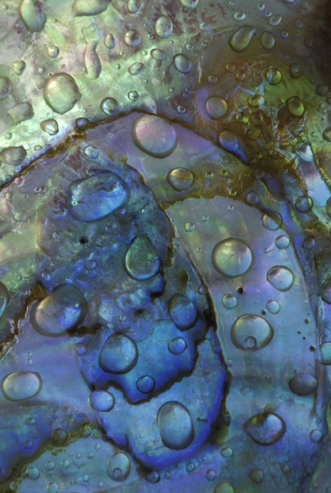 Art Print: Abalone shell with water drops